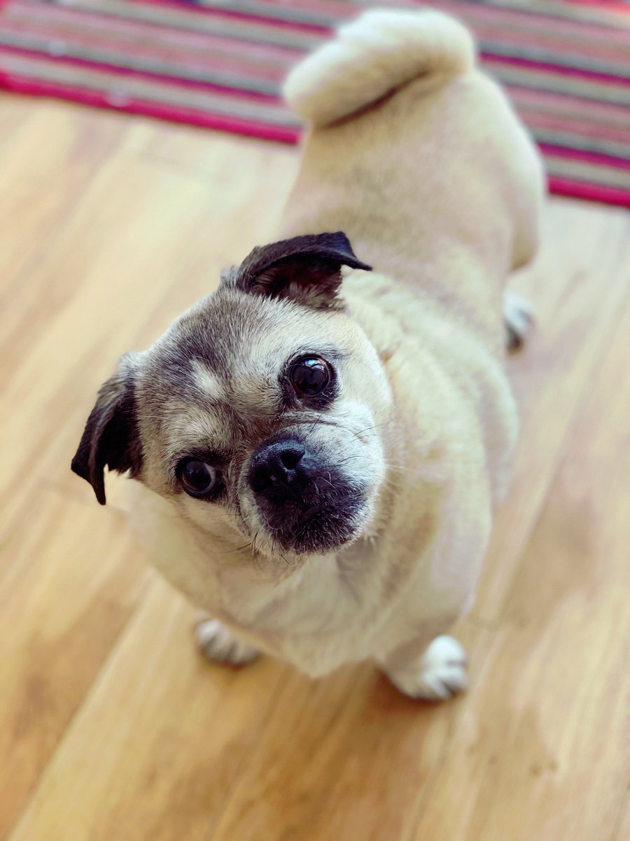 We have a gorgeous new member who’s joined the gang today! Meet Franki, the Pug! She’s a real lovely lady 🐾🐾 #dogs #petservices #dogwalker #leamingtonspa #loveleam #pug #warwickshire