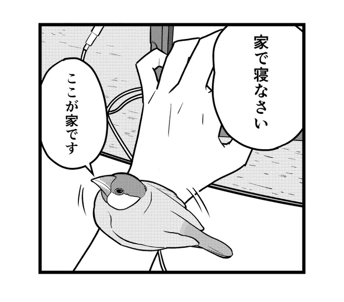 絶対にここで寝るマン
#一コマ文鳥 #文鳥 