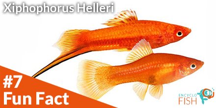 EncycloFish's tweet photo. 🤠 Fun Fact N°7🤠
It is common to hear that Xiphophorus Hellerii changes sex. This is not true. In fact, some males take time to manifest their sexual dimorphism. By the way, the sword-shaped tail can come overnight!

Here the complete card:
https://t.co/939MskuAHV

#encyclofish https://t.co/6wDNQPB7sQ