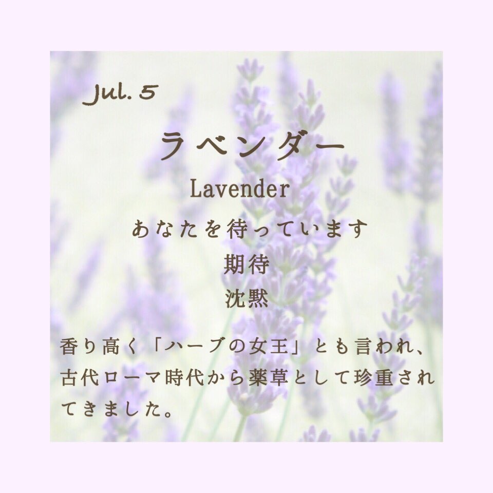 تويتر 毎日花言葉 على تويتر 7月5日 ラベンダー Lavender あなたを待っています 期待 沈黙 清潔 不信感 疑惑 香り高く ハーブの女王 とも言われるラベンダーは 古代ローマ時代から薬草として珍重されてきました T Co Exbb0q0esdラベンダー 花言葉