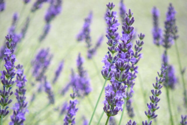 تويتر 毎日花言葉 على تويتر 7月5日 ラベンダー Lavender あなたを待っています 期待 沈黙 清潔 不信感 疑惑 香り高く ハーブの女王 とも言われるラベンダーは 古代ローマ時代から薬草として珍重されてきました T Co Exbb0q0esdラベンダー 花言葉