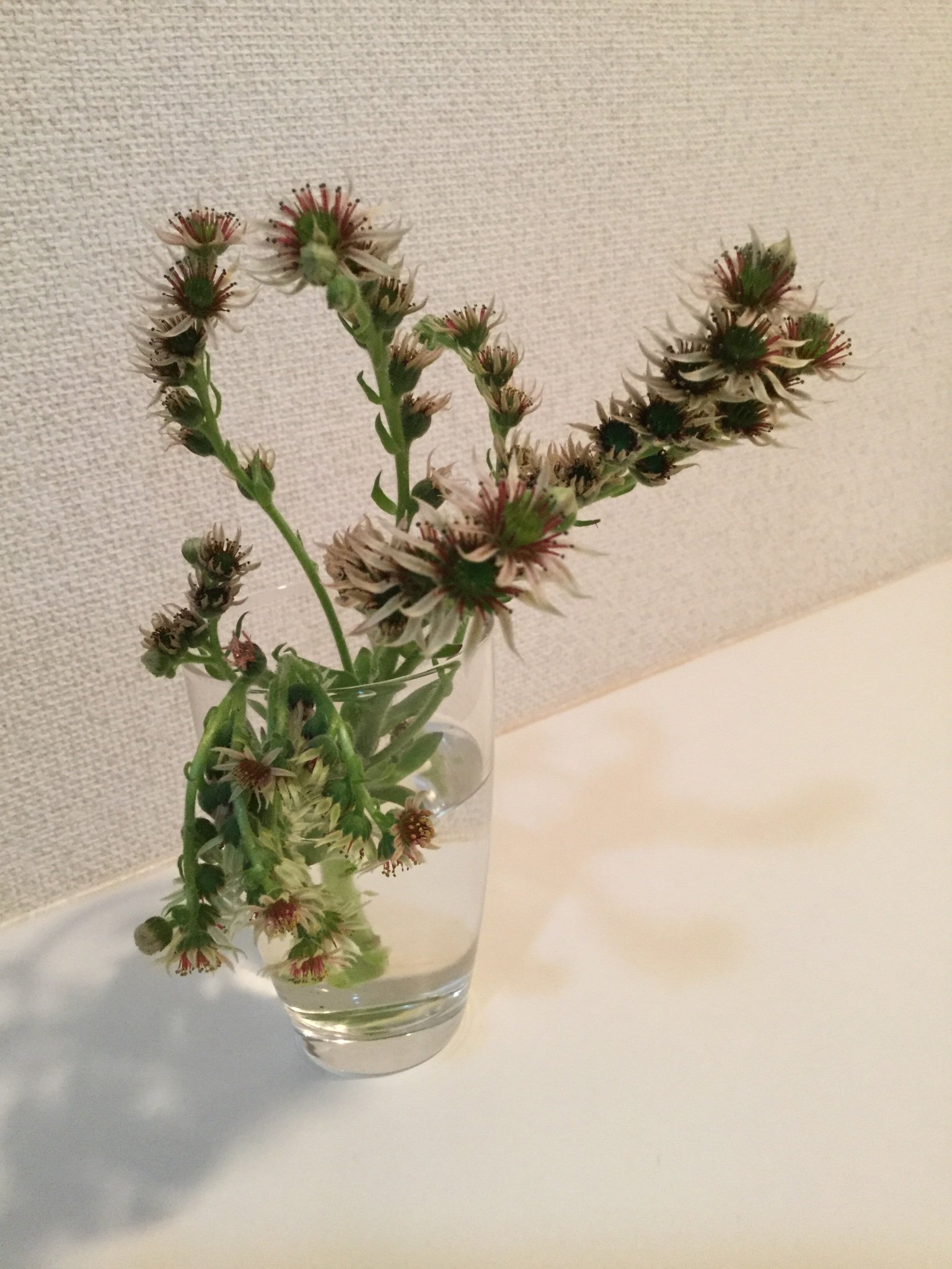 センペルビウムの花 Twitter Search Twitter