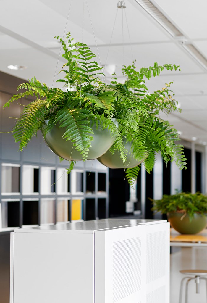 Minder plek op de grond? Ambius geeft u andere mogelijkheden, zoals deze prachtige hangende planten.#varens #plant #ferns #planten #plants #bos #green #hangendeplanten #bloemen #natuur #nature #forest #flower #garden #flowers #naturelovers #urbanjungle #groen #greenlife