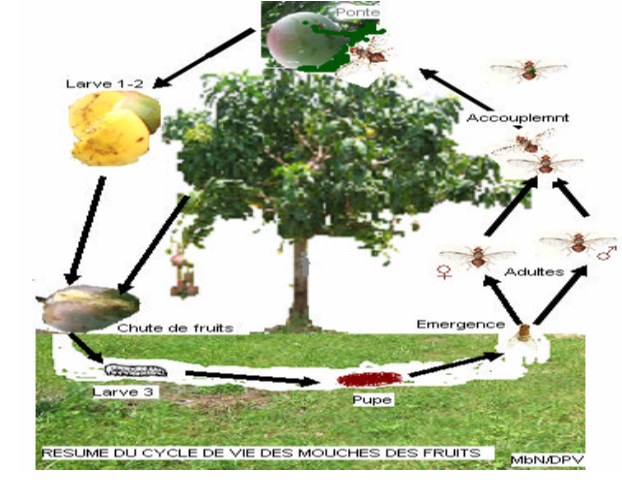 Fruits fly infestation on mangos is the main cause of economic losses in Asia, Su SSA, and East Africa countries, particularly in Sénégal. Lots of efforts were done by the Senegalese stakeholders since 2010 in term of technologies diffusion. It's high time to evaluate the impact