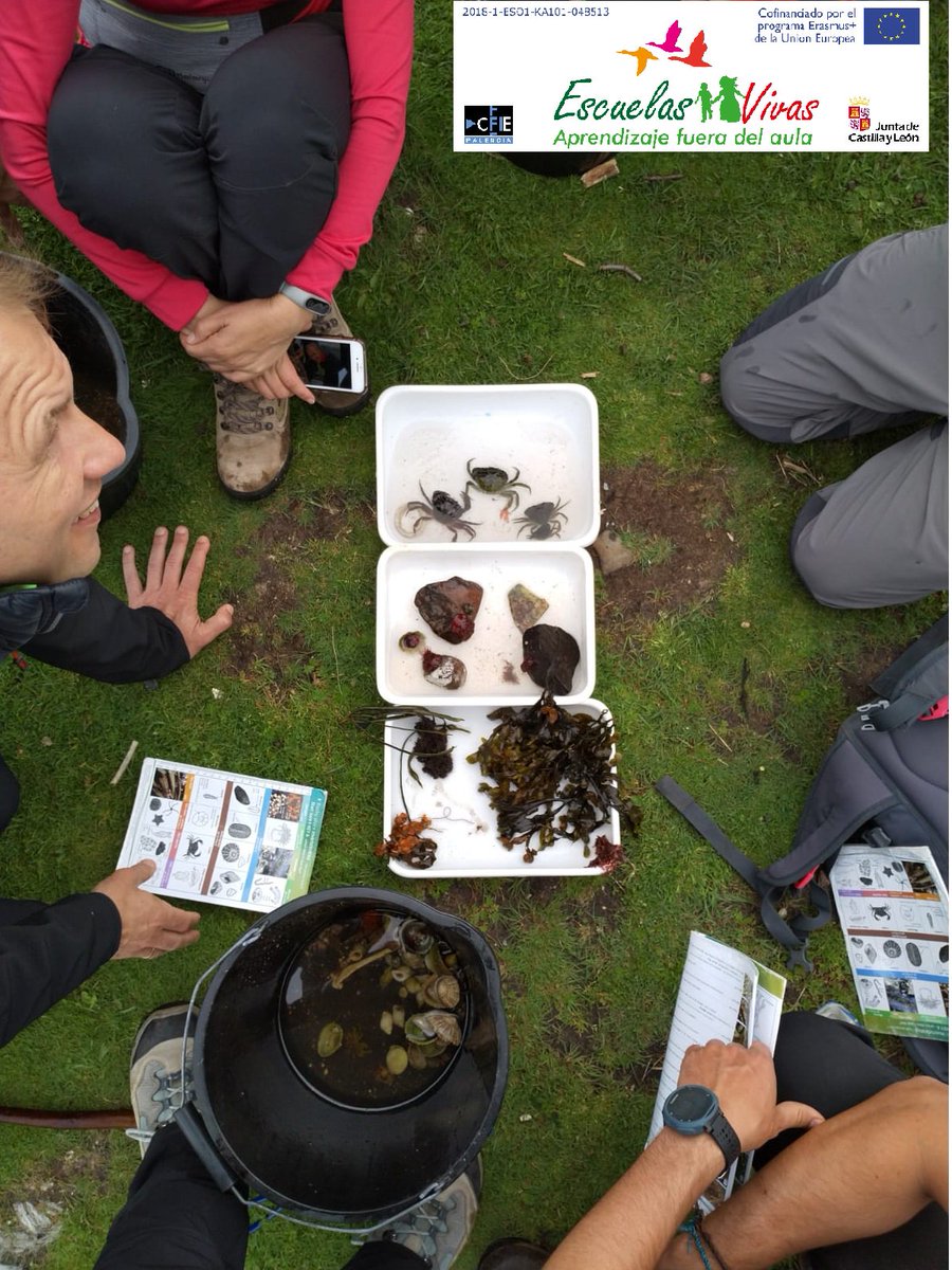 CFIE_PALENCIA's tweet photo. Los maestros de #EscuelasVivas comienzan su último día de formación en @FSC_Millport recolectando animales marinos para luego clasificarlos.
#ErasmusPlus #internancionalizaCyL #formaciónCyL @CFIE_PALENCIA @sepiegob @coleparedes @ColeVillada @Ceipsa @5ESPIGAS https://t.co/QzKJxUDEz5