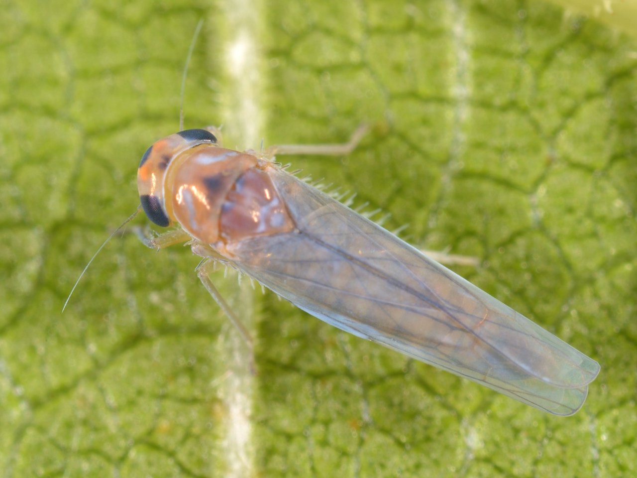カメムシ セミ ウンカ Hemiptera Twitter