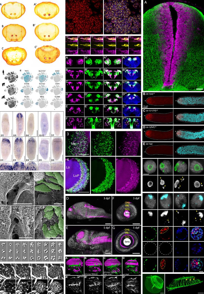 the_Node's tweet photo. New on the Node: June in #preprints
Our latest trawl for everything #devbio & related or relevant
From @biorxivpreprint @arxiv & @PeerJPreprints
Image credits in the post!
https://t.co/S5gylbsRlj https://t.co/mVt5cMCmAY