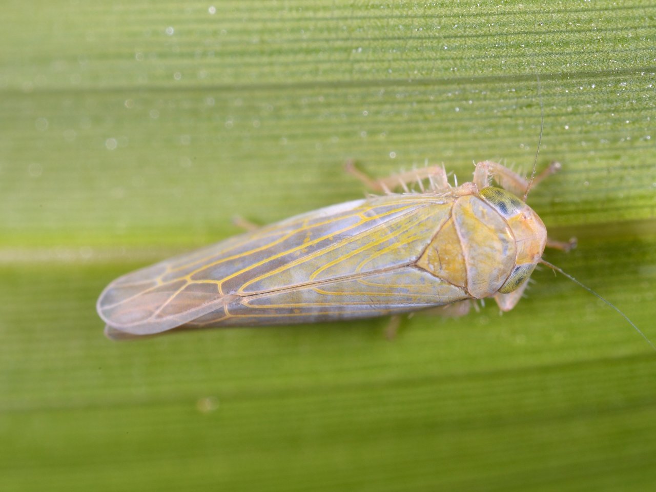 カメムシ セミ ウンカ Hemiptera Twitter