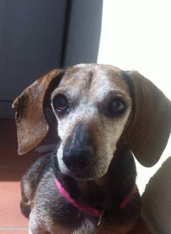 verymaci's tweet image. #BooksandPets