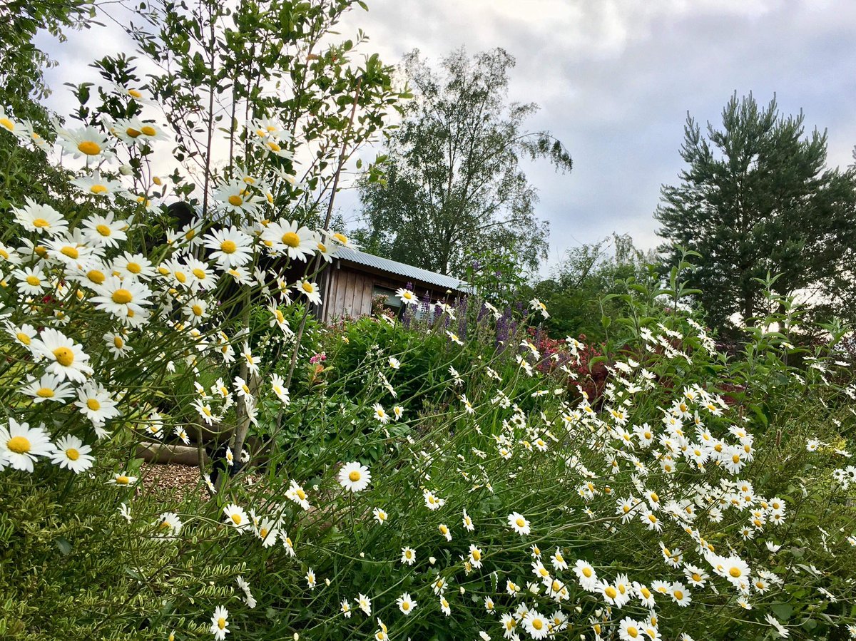 MorphPODatBHF's tweet photo. What a day to celebrate #NationalMeadowsDay and we're making the most of it amongst the Ox eye daisies in Willow pod's garden.
#MorphPOD #wildflowers #Wales https://t.co/0nPmFghn5h
