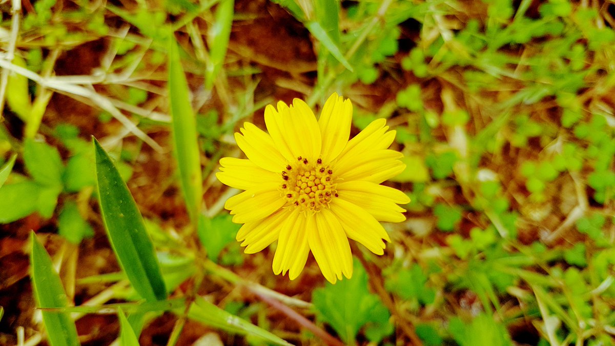 MyrtleManoj's tweet image. Beautiful flowers from Grandma&apos;s garden..Treat to watch them just after the rain 🌹🌸
#nmsholidays 
#gemsnms_alkhail 
#NMSPrimaryCoolNatureClicks 
#8WeekStreak