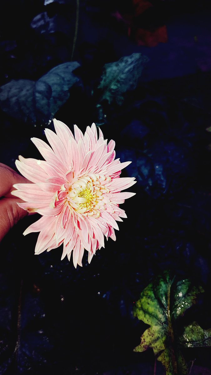 MyrtleManoj's tweet image. Beautiful flowers from Grandma&apos;s garden..Treat to watch them just after the rain 🌹🌸
#nmsholidays 
#gemsnms_alkhail 
#NMSPrimaryCoolNatureClicks 
#8WeekStreak