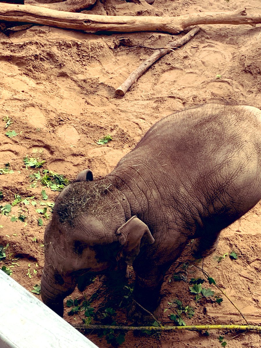 icgagency's tweet photo. We’re behind the scenes @BlackpoolZoo this afternoon watching a very special birthday cake being created for elephant Kate’s 50th birthday - all will be revealed tomorrow at the zoo’s #EleFest members event 🐘 https://t.co/gOxEtfSuli