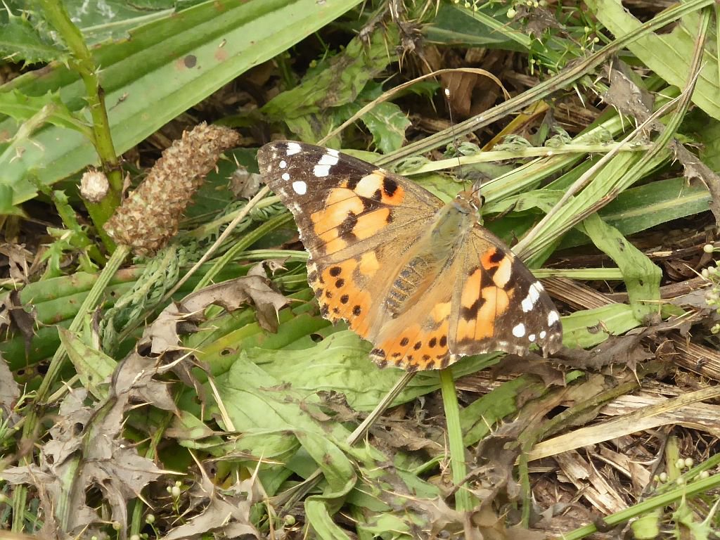 Morgenochtend, 6 juli, op de Parkse Gaard een zoektocht naar salamanders, kikkers, vlinders in soorten en maten onder leiding van monitoorders die voor de voedselbossen de ontwikkeling van biodiversiteit in beeld brengen. Van 10-12 uur, start ingang aan De Park, Park Lingezegen.