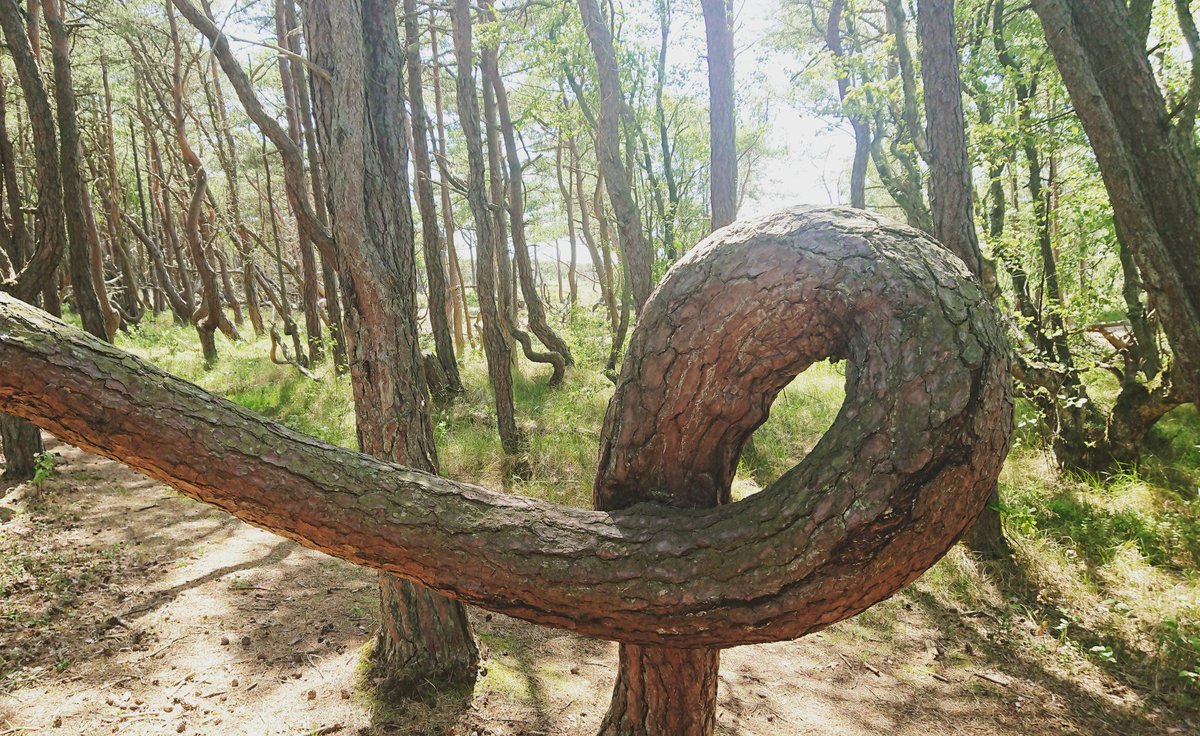 Träd är inte helt olika människor. De hittar nya sätt att växa, även om det kan kännas omöjligt för stunden.
Ibland är det tur att det blåser kuling på stranden, så man tvingas springa lite nya stigar och upptäcka sånt man inte upptäckt tidigare ♥️