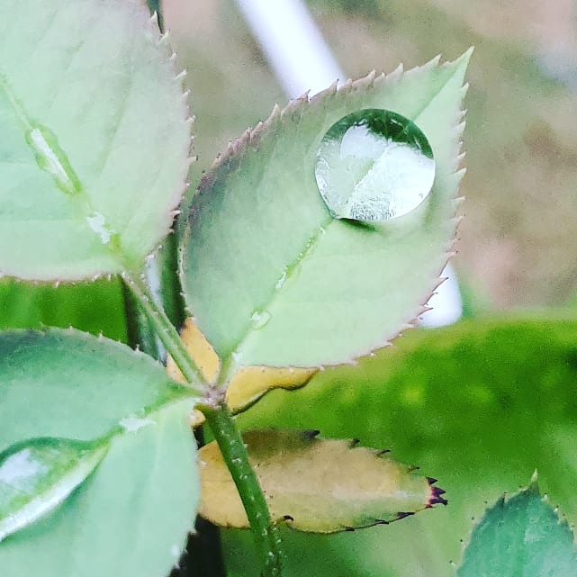 #waterdroplets #dropofwater #delhirains #raining #Nature #naturephotography #s10plusphotography #mobilephoto #mobilephotograpy #mobilephotographer #delhi #delhidiaries #GurgaonRains #rainyday #green