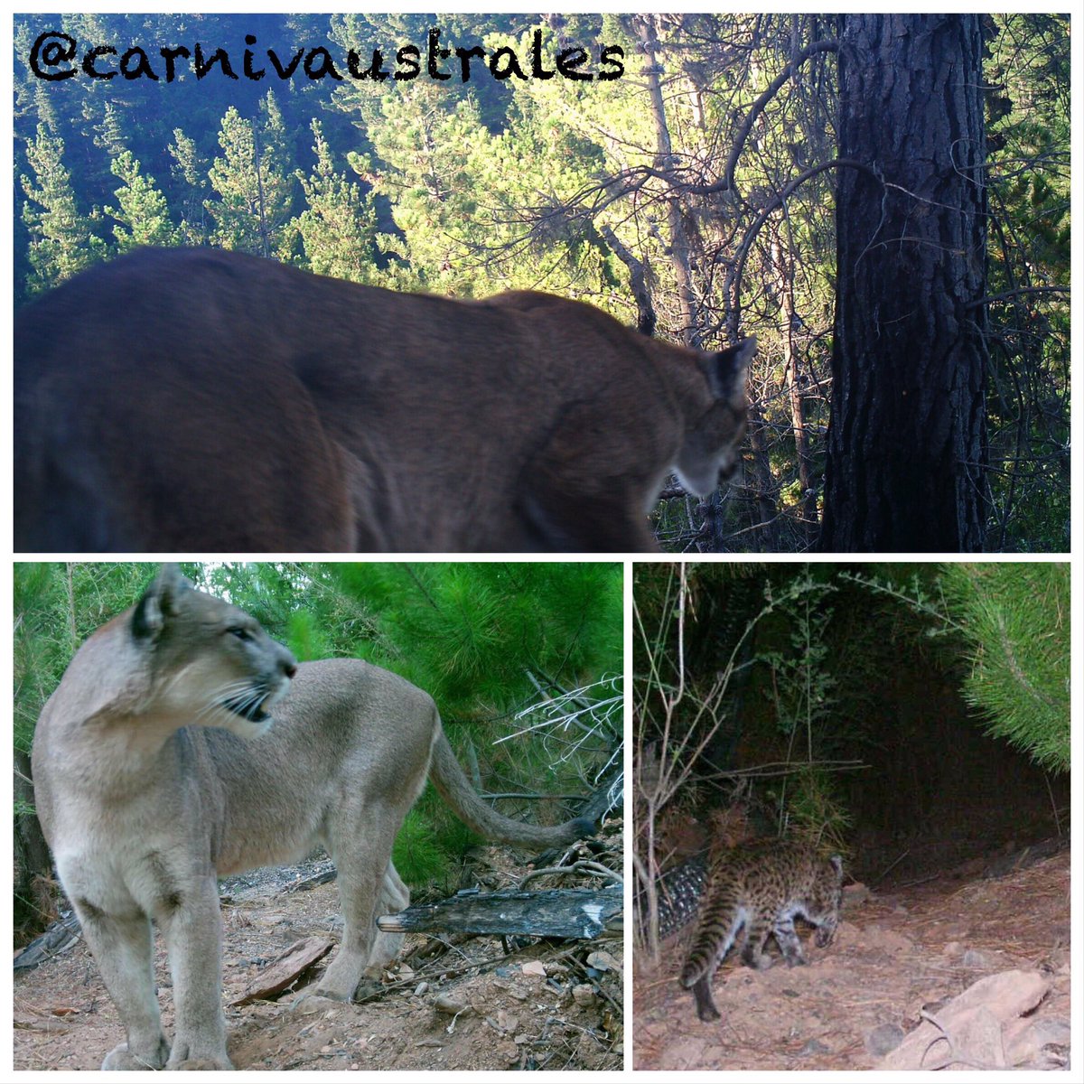 ctosoriop's tweet photo. It is #FelidFriday and we have recent records recently retrieved from our cameras in #CentralChile: #Pumas and #Guignas (Leopardus guigna) make it under heavy human pressure, and we will make it easier for them 😻
@IDEAWILD @PurrandRoar @WildFuturesUS @whapavt https://t.co/Lt9Ts3qHWl