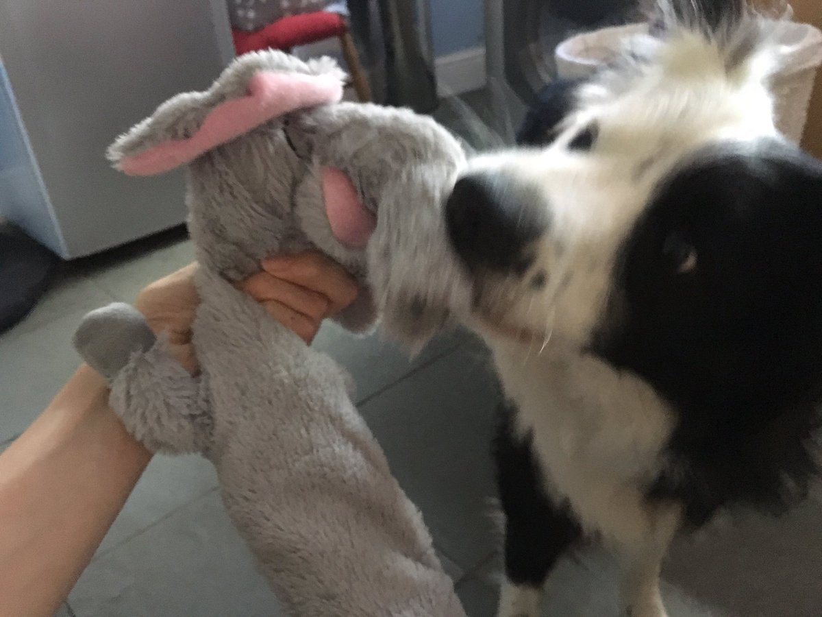 brodiethedog's tweet photo. Omg look what fren sent me! #woofbox #efelant https://t.co/3pjkis4jy8