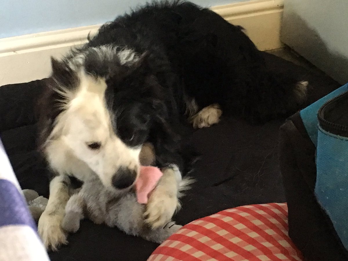 brodiethedog's tweet photo. Omg look what fren sent me! #woofbox #efelant https://t.co/3pjkis4jy8