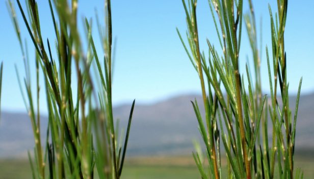 #CropToCup | Green Rooibos comes from the same plant as traditional #Rooibos, so it's filled with the same goodness. The only difference is that the fermentation process is skipped &amp; the green leaves &amp; stems are dried directly. bit.ly/CropToCup