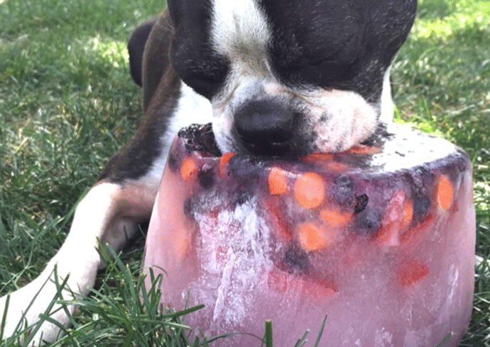 Pawsjournal1's tweet photo. "Frozen Cake With Toys"
.
Ingredients:
3 reduced-salt chicken stock cubes
1 ½ litres of water
Toys
Chews
.
Follow us on Facebook for the method: Paws Journal
.
#pawsjournal #dogfood #dogtreats #favouritedogtreats #summerdogtreats #summertreatsfordogs #DIYdogtreats https://t.co/qgjT2N0UMz