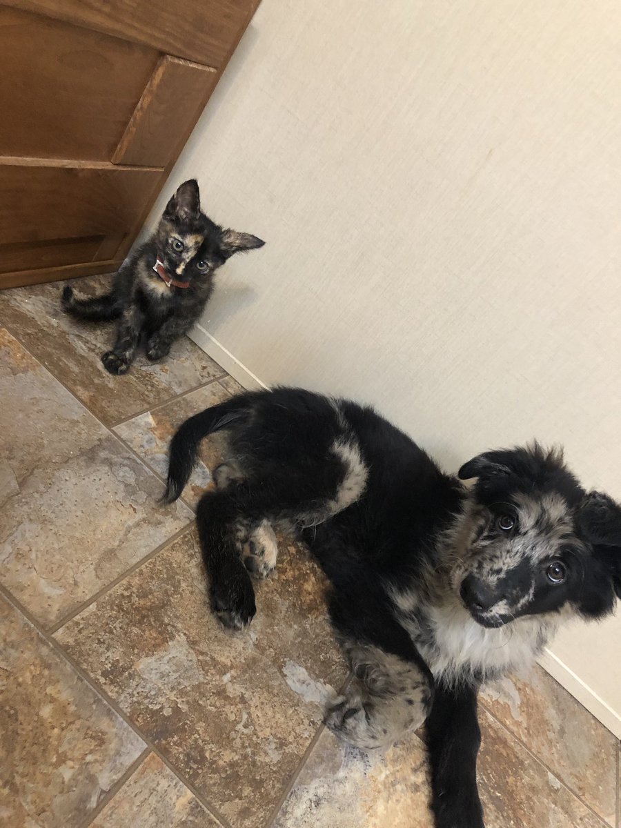 caitlynn_j's tweet photo. these two are exactly a month apart! & have made our home so much more sweeter.โค๏ธ
#miniaussidor #tortoiseshellkitten https://t.co/NfdC2PBRAt