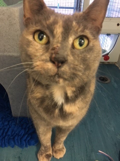 CPBirmACcat's tweet photo. It really is #friyay for wonderful Martha as she has just been reserved, now that really is something to squeak about!!! #luckycat #marvellousmartha #AdoptDontShop https://t.co/5tCjx9bfLP