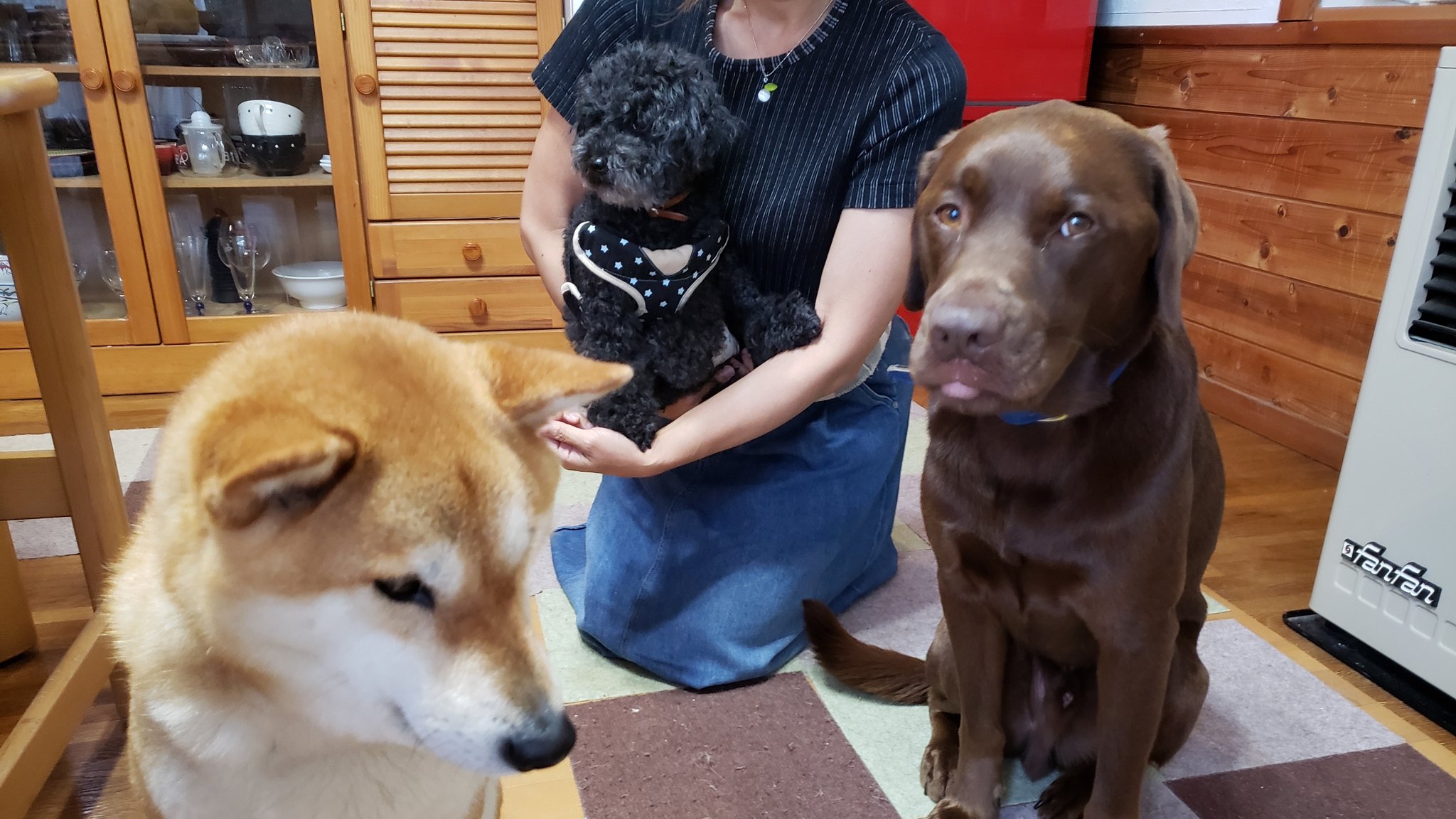 柴犬 チョコラブjethro 小型犬と泊まれる伊豆高原の宿 ブランニューデイのみりんちゃんが遊びに来てくれたぬんよ 柴犬 ラブラドール トイプードル ブランニューデイ ママ同士が音楽仲間ぬん T Co Yiy7yj28v3 Twitter