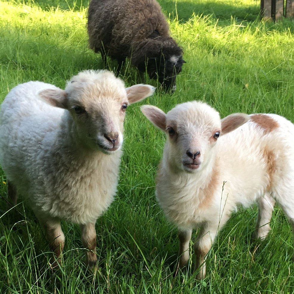 it's Friday! yay!!!!!
ans the best time to check out

kickstarter.com/projects/thewe…