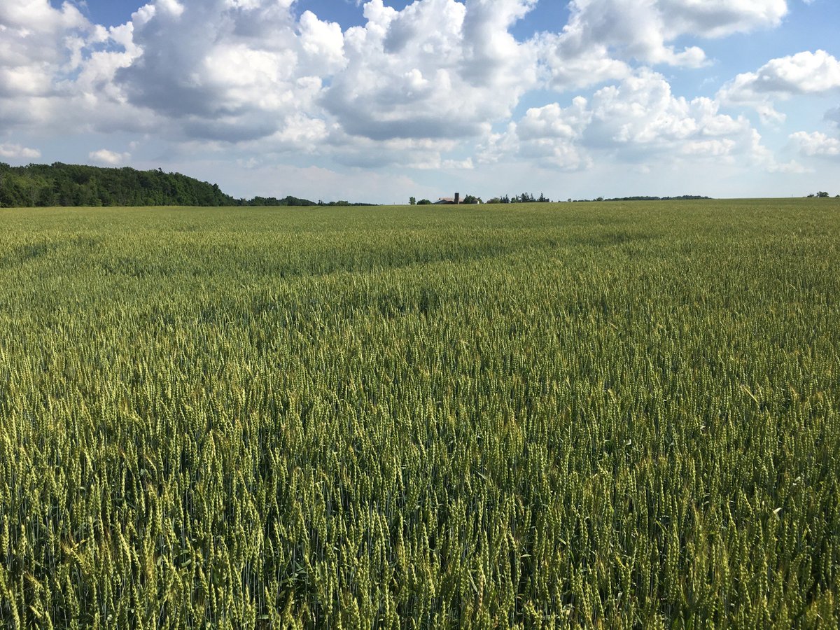 ClarkAgri's tweet photo. Check out our latest #CropCorner written by @jakeelgersma https://t.co/mU3uru5ELb Talking about what to do with the unseeded acres with plans for an early planted #wheat crop #ontag #plant19 https://t.co/249Duhrbqe