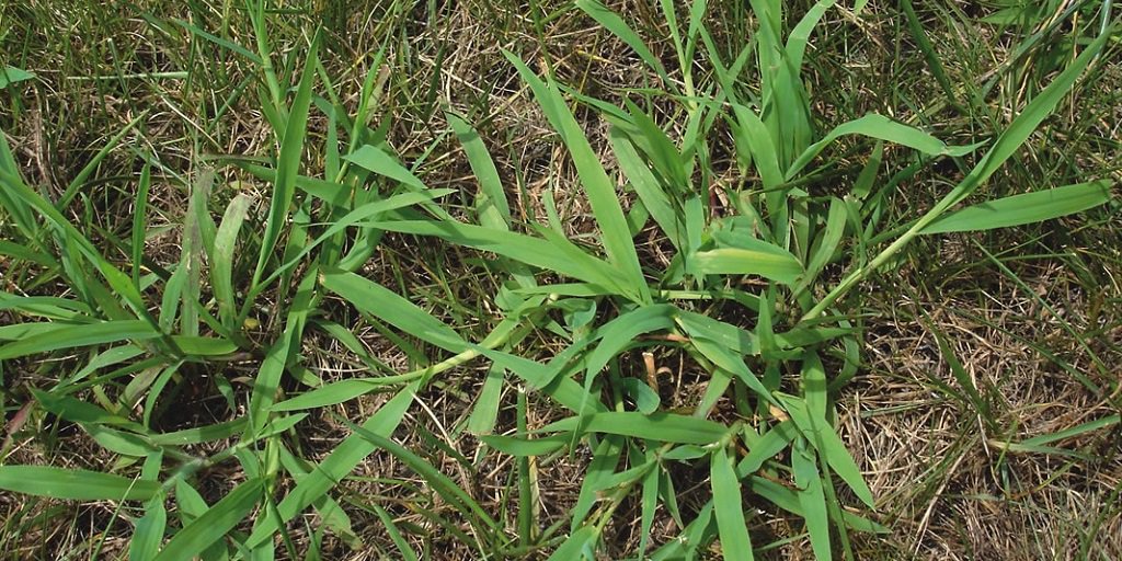 SyngentaTurf's tweet photo. Protect your #lawn from summer annual and perennial weeds like #crabgrass with post-emergent control. https://t.co/382DGExPsh #Time4Manuscript #Time4Monument https://t.co/lBHrggCM5m