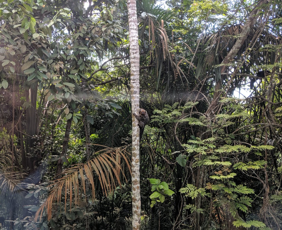 AmulyaChevuturi's tweet image. #CSSPBrazil Annual Science Workshop at #INPA paused for #monkey sightings. Best conference room ever!