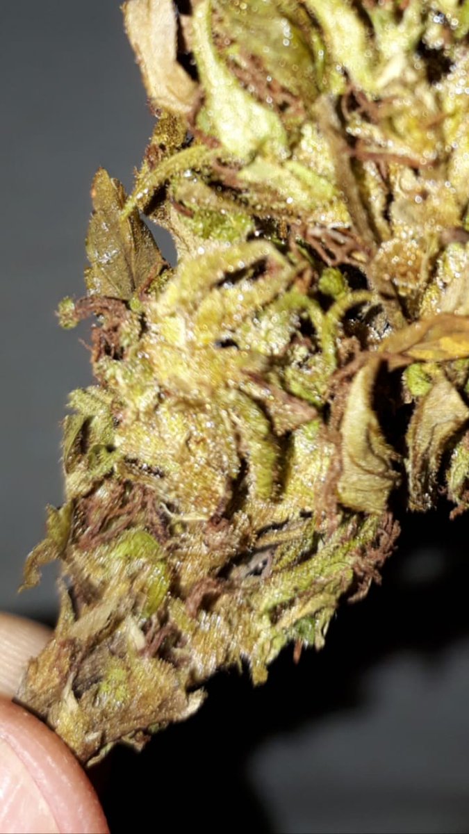 Canabianonato's tweet photo. Bom dia Brasil, daquelee jeitoo 🍃🤤
#legalizeja
#legalizeTHC
#maconharia
#CannabisCommunity https://t.co/Nk0tVpqyVy