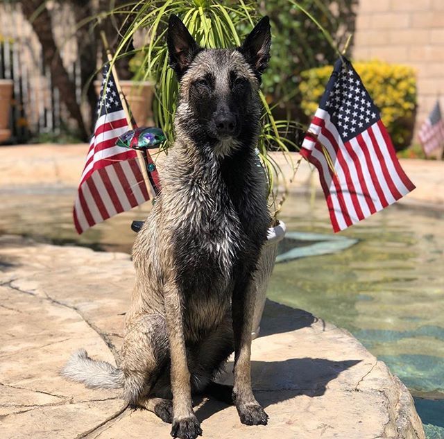 By @ruca_malinois 🇺🇸 Happy 4th to all our friends in the USA 🇺🇸 Use #malinoislovers to get featured🐕
-------------------------------------------------
#malinois#malinoislovers#animals#pets#dog#goals#boss#cute#love#happy#photooftheday#insta#lol#beauty… ift.tt/2XP4SxU
