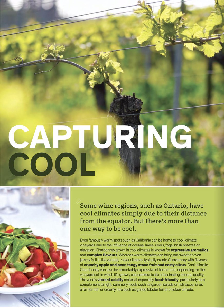 coolchardonnay's tweet photo. Super Cool: An eight-page spread in the July 6th @LCBO Vintages magazine includes 11 cool Chardonnays of #i4C19. The internationals: @hahnwines @VinaEcheverria @EskValleyWines @RochedeBellene #Moillard @CantinaBolzano https://t.co/Fx9n6LIZSM https://t.co/YKbye2xZ3j