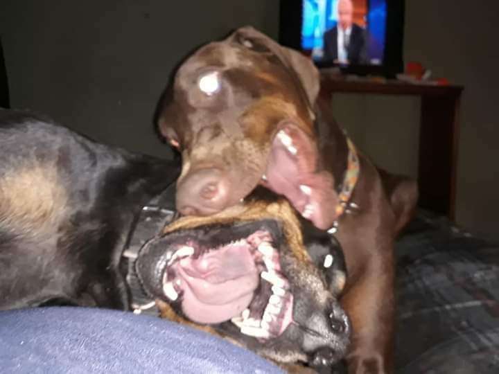 djthmps4's tweet photo. @LittleManMax
@DobergirlCleo #FurbabyFriday #Shenanigans #CouldBeHooligans
#LittleManMax #TheBoneCollector #TheMaxFactor #CleoLongLegs #QueenCleopatra #Sissy #DobermanInfinity #Dobernation #DogCelebration #DogzRule #ItsAllAboutTheDobermans #AGirlAndHerDobermans #DogsofTwittter https://t.co/rL7D0YkJg5