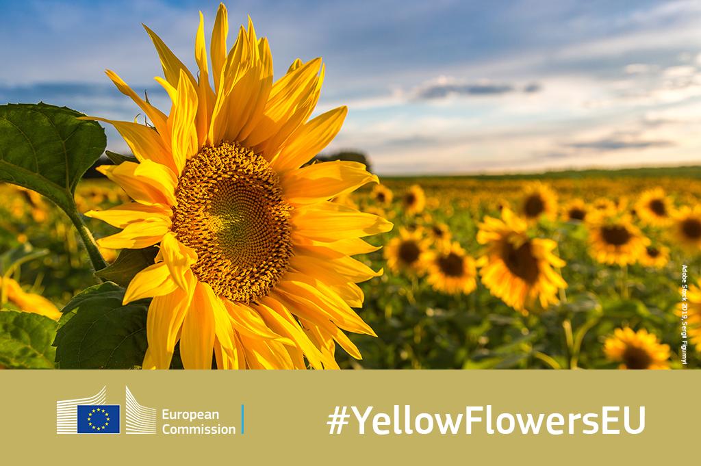 EU_JRC's tweet photo. Going for a walk in the nature this weekend?🌱Want to be involved in #EUscience? 
If you see sunflowers in bloom, grab your phone, take a picture📷 and Tweet it with #YellowFlowersEU.🌻Don't forget to tag your location.📍 https://t.co/iaESSebEK9 #CitizenScience 
@EUScienceInnov https://t.co/8ywwCK9NgE