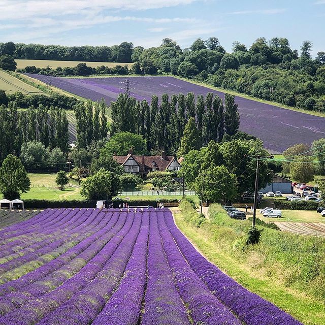 LaFromagerieUK's tweet photo. Lavender fields in full bloom this afternoon - just picked up 4 boxes - on sale in the shops now! #summer #sevenoaks #kent #blue #lavender #folgate #seasons https://t.co/QAg4VbWUpk https://t.co/hKSwphsReJ