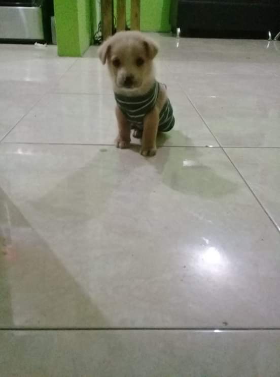 Alejandra29x's tweet photo. @CuentameloYaOf #CuentameloYa  
Mi pequeño Logan 😍 https://t.co/4Z6I7Bh2AM