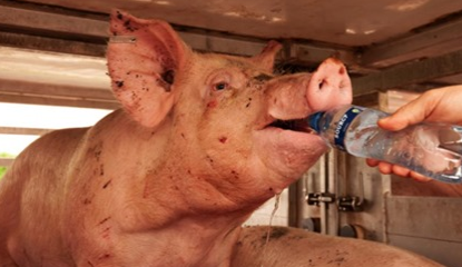 UPDATE BOXTEL SLAUGHTERHOUSE EXPANSION - The municipality is not accepting emails of protest. We have until 12 July to send letters by post! Send a letter and let your voice for the #animals be heard! Here for details and a model letter: facebook.com/international.… #protestaction