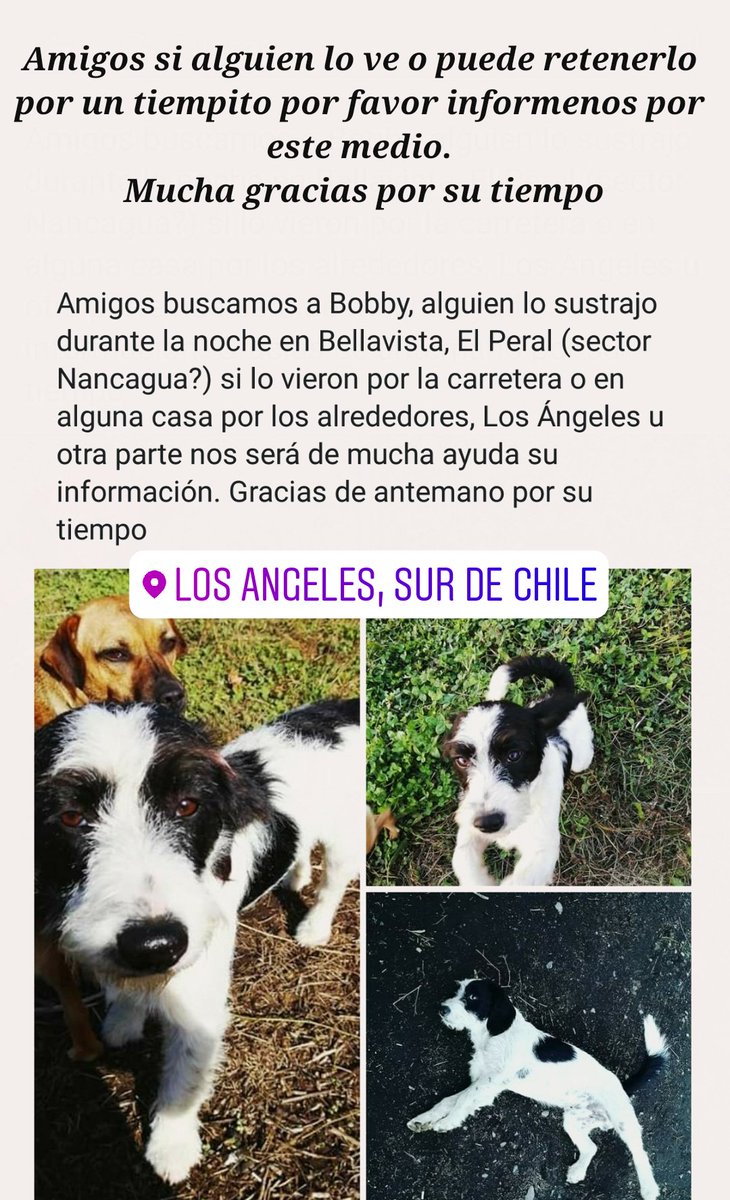 MinnSandoval's tweet photo. 🙁
#losangeleschile #mascotasperdidas https://t.co/TYOYOB1AZf