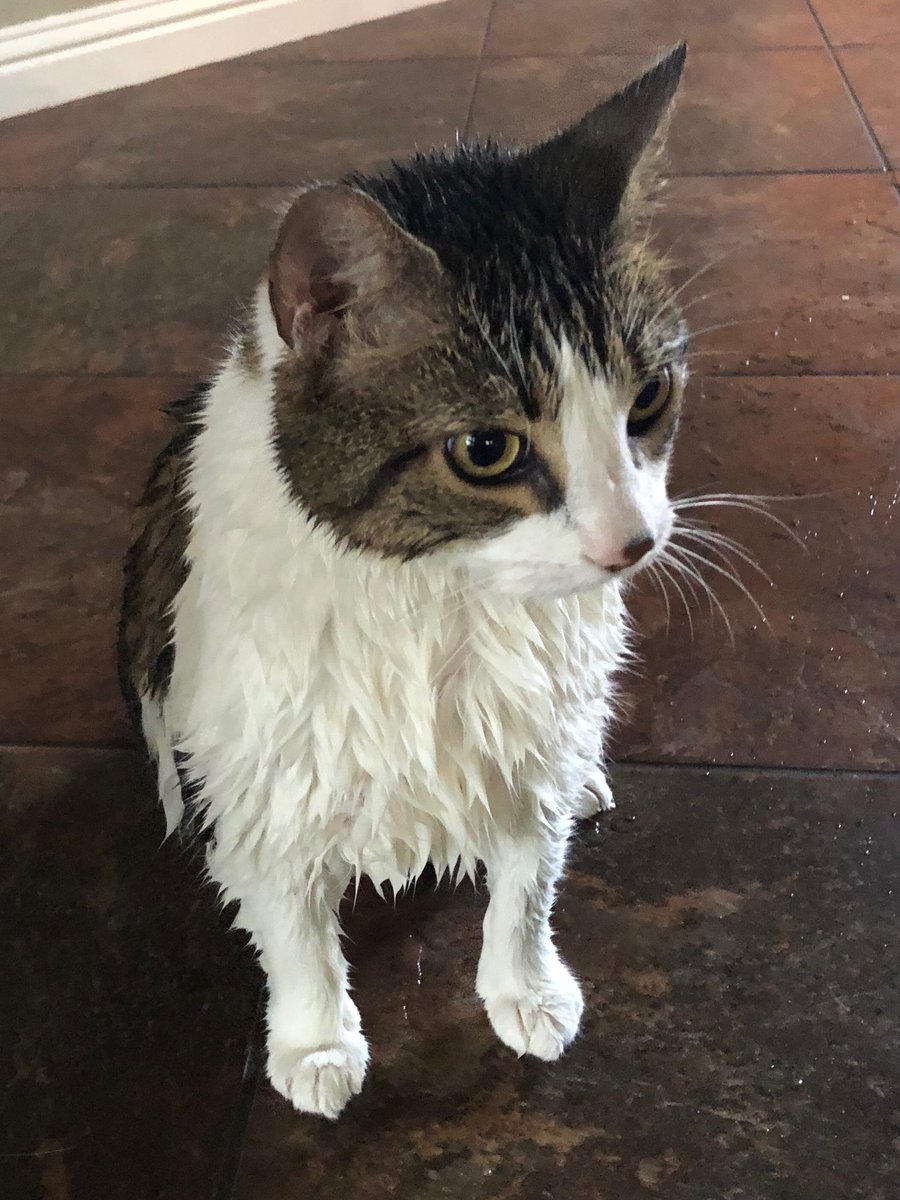 JohnMolacek's tweet photo. My day started by falling in the pool.  I’m pretty sure the dog pushed me. Be prepared for cat revenge https://t.co/zLExtC8bDt