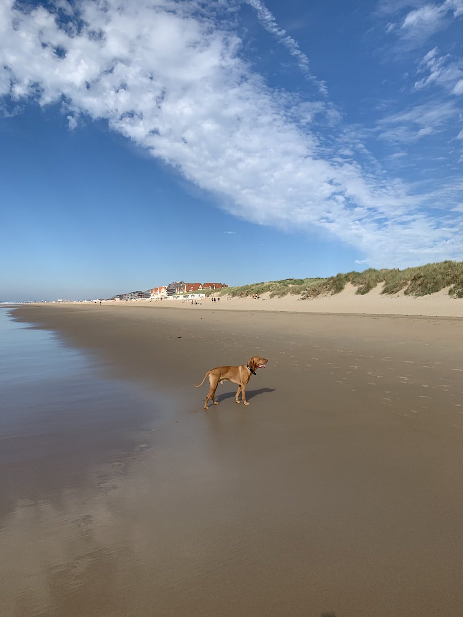 En mi oficina con Mezcal hoy! 😎😊