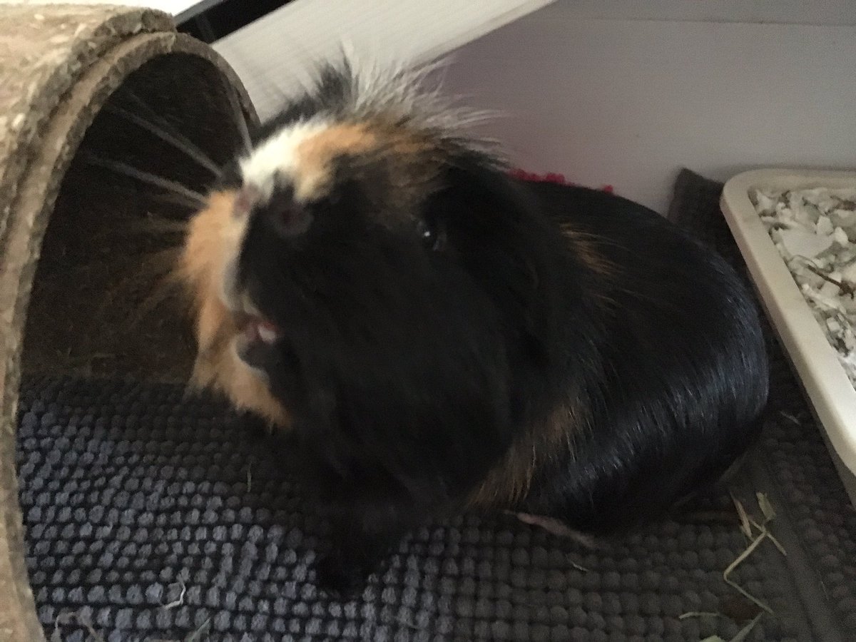 TuftyPiggie's tweet photo. PigMum had to rescue me from the attention of the golden monsters. They went on a #rumblestrutrampage and wouldn’t leave me alone. I got some readigrass as a treat and will have some alfresco #tuftytime tomorrow without the little fiends! https://t.co/Wl3MXGEcZ2