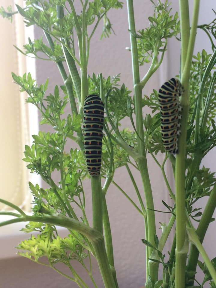 Bureau_RIS's tweet photo. Wanneer je groene #speelplekken #ontdekplekken realiseert volgt natuur vanzelf. Slechts 2 jaar na aanleg #kruidenspiraal hebben kinderen in #Struintuin @groenebelevenis #Leusden #metamorfose van #Koninginnepage kunnen volgen, gaaf! #natuurbeleving #verwondering @vlinderNL https://t.co/m2da33n7KN