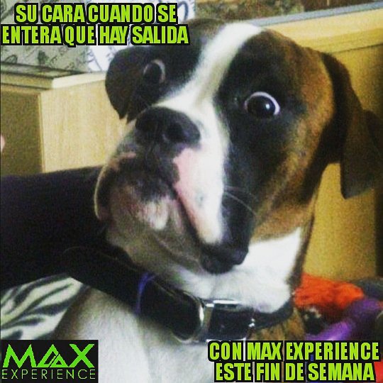 Max Experience (@Maxexperienceco) / Posts / X