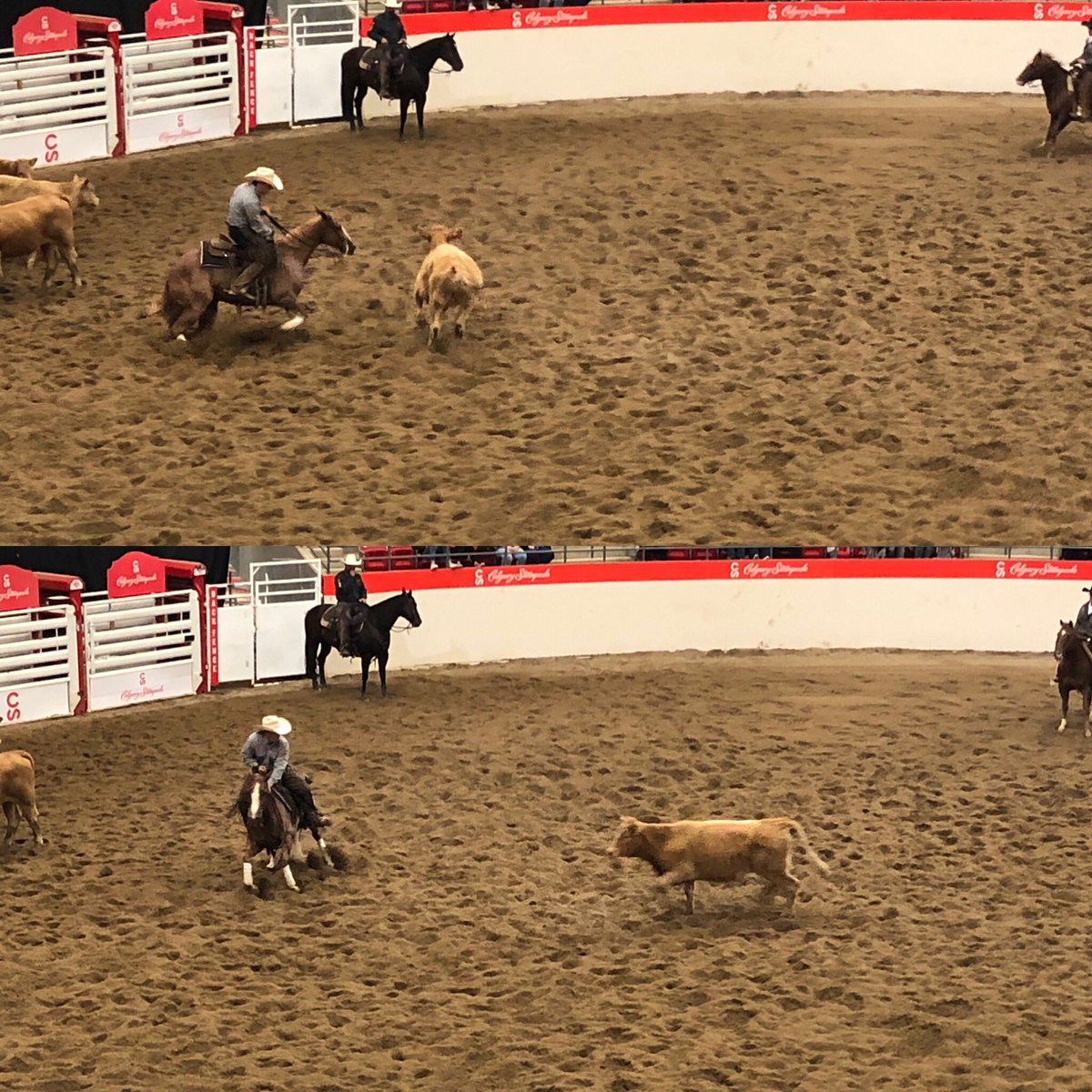 RuralRootsCda's tweet photo. Travis Rempel on Dogs Money Honey competing in Cutting Horse at the Calgary Stampede. #stampedeag #calgarystampede #cuttinghorse #stampede2019 #westernevents #westernlifestyle #equine #cattle #livestock #horsemanship https://t.co/dt4JSx1xrh