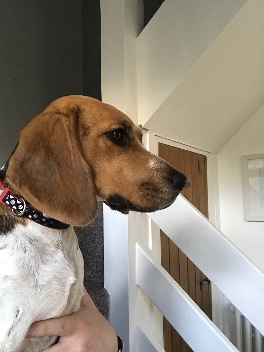 BeagleandMe's tweet photo. #DailyMabel

Best bud 💙 https://t.co/7F419mHcj9