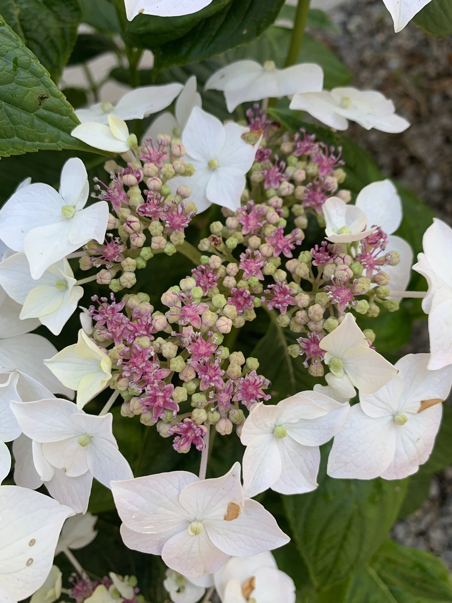 Cornish Hydrangeas tweet media