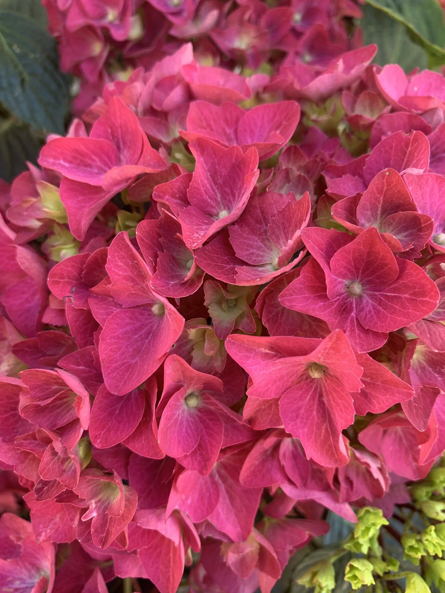Cornish Hydrangeas tweet media